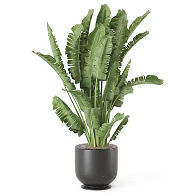 Indoor Plants in Rusty Concrete Pot_Set 4978
