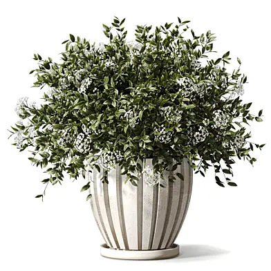 Plant - white Flowering plant in Pot 715