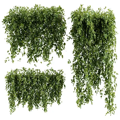 Hanging Ivy Set 08