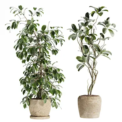 set118 indoor plant