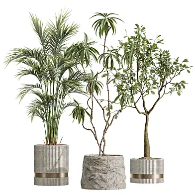 AV Indoor Plants Set 642 Majesty Cat Reed Palm Japandi Ficus Dracaena Marginata