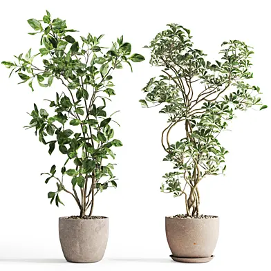 Indoorplant set11