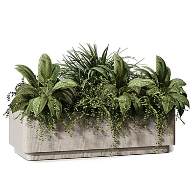 Plants Collection in Box - Indoor Plants Outdoor Plants 736