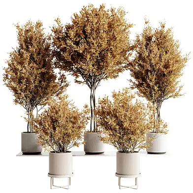 Indoor Plant Set 103