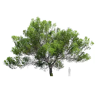 Maritime pine