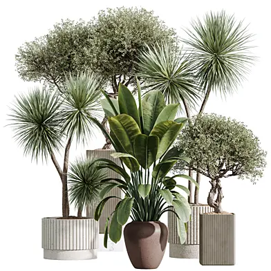 AV Indoor Plants Set 657 Ficus Robusta Abidjan Chemlali Olive Yucca Aloifolia Rostrata Palm