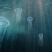 Jellyfish