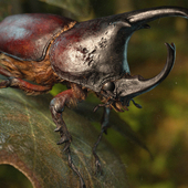 Rhinoceros beetle