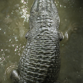 Crocodylus niloticus