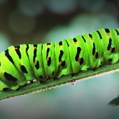 Swallowtail caterpillar