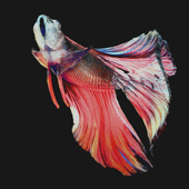 Betta Fish "Free Download 3D scene"