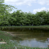 Lake in the forest