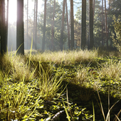 Morning in a Pine Forest