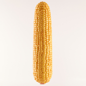 Corn 3d model