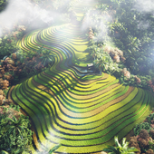 Rice Terraces Vietnam