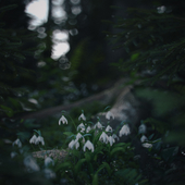 Galanthus Nivalis