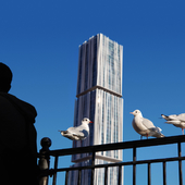 Birds in the city