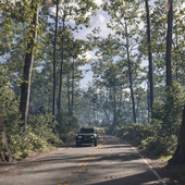 The road in the forest