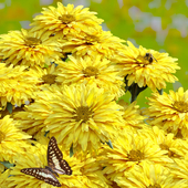 Butterfly over flower