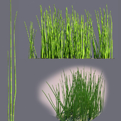 Equisetum
