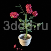 3DDD FLOWERS