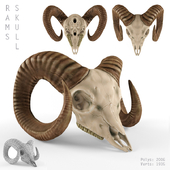 Ram's skull