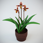 Orchid Pafiopedilum