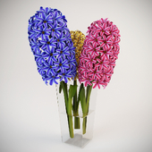 Hyacinth