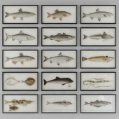 Pictures fish collection