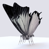 Baterfly_01