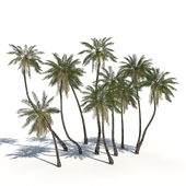 Coconut Palms + animation