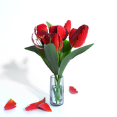 Flower тюльпаны