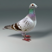 PIGEON