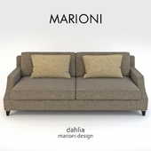 Marioni dahlia