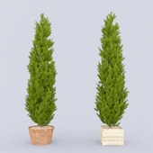 Thuja_plicata_002