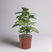 Coffea arabica
