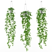 Филодендрон (philodendron scandens)
