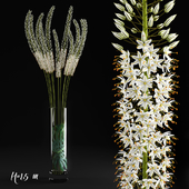 Eremurus / Eremurus