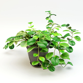 вазон пеперомия - Peperomia