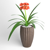 Clivia