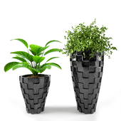PLANT 02