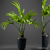 FAN PALM 52