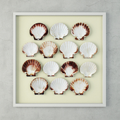 Scallop Shells