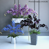 Phalaenopsis Orchids Set - 2