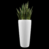 Sansevieria