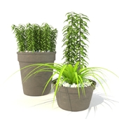 Collection Plants Vol.1