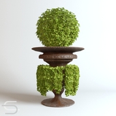 Plant CEDE 06