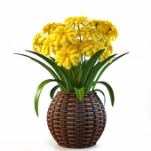 Yellow Gerbera Daisy