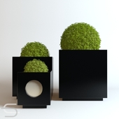 Plant CEDE 07