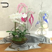 Set Plantas
